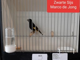 marco de jong 